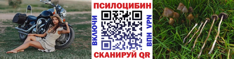 Галлюциногенные грибы Magic Shrooms  хочу наркоту  Тамбов 
